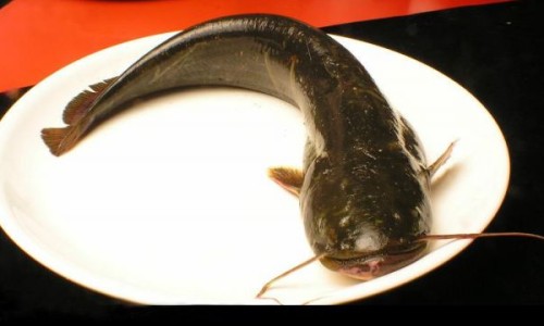 碧生源常润茶正确喝法专区_碧生源常润茶能治便秘吗专区_碧生源常润茶的禁忌网